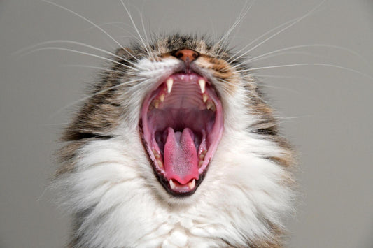 Perché i gatti portano i "regalini"? - Il Gatto Dormiglione