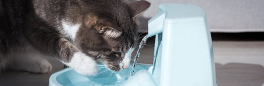 Le migliori fontanelle per gatti 2022 - Il Gatto Dormiglione