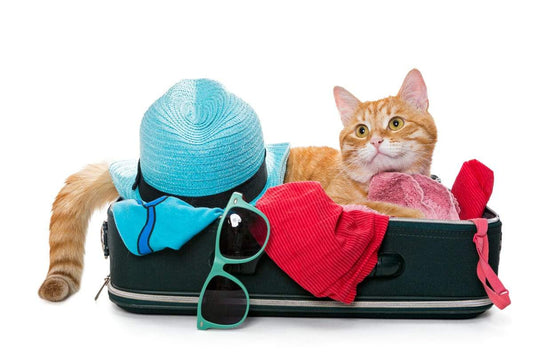 Suggerimenti per come viaggiare con il tuo gatto - Il Gatto Dormiglione